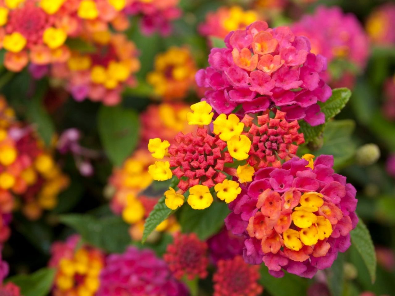 Pink yellow and orange lantana flowers