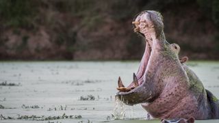 hippo in a pool of water on the right of the image with its jaws wide open