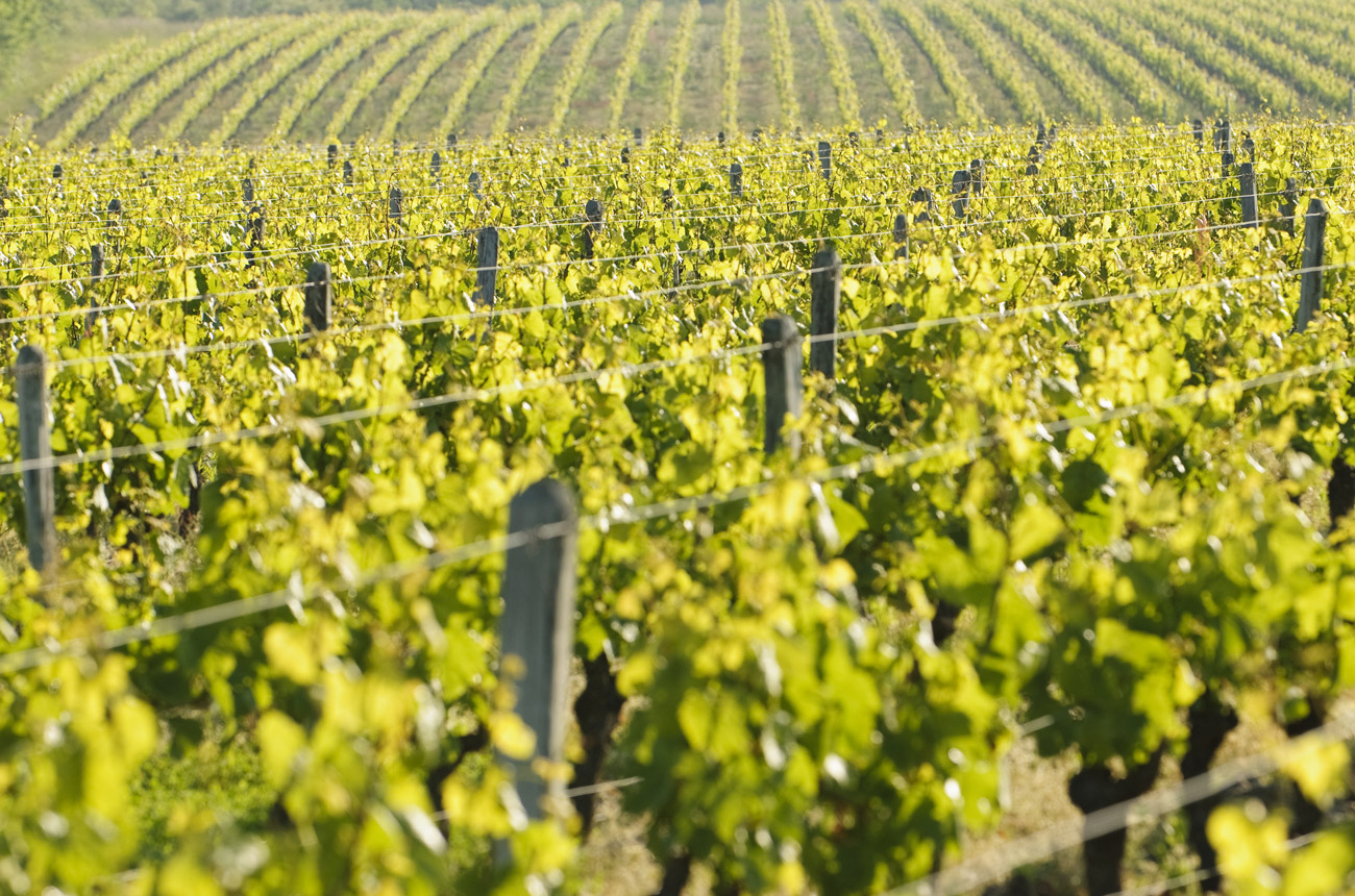 Vignoble-de-Touraine-InterLoire-Denis-Bomer.jpg