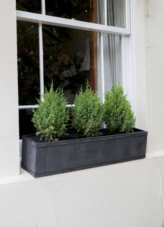 best plants for window boxes: evergreens