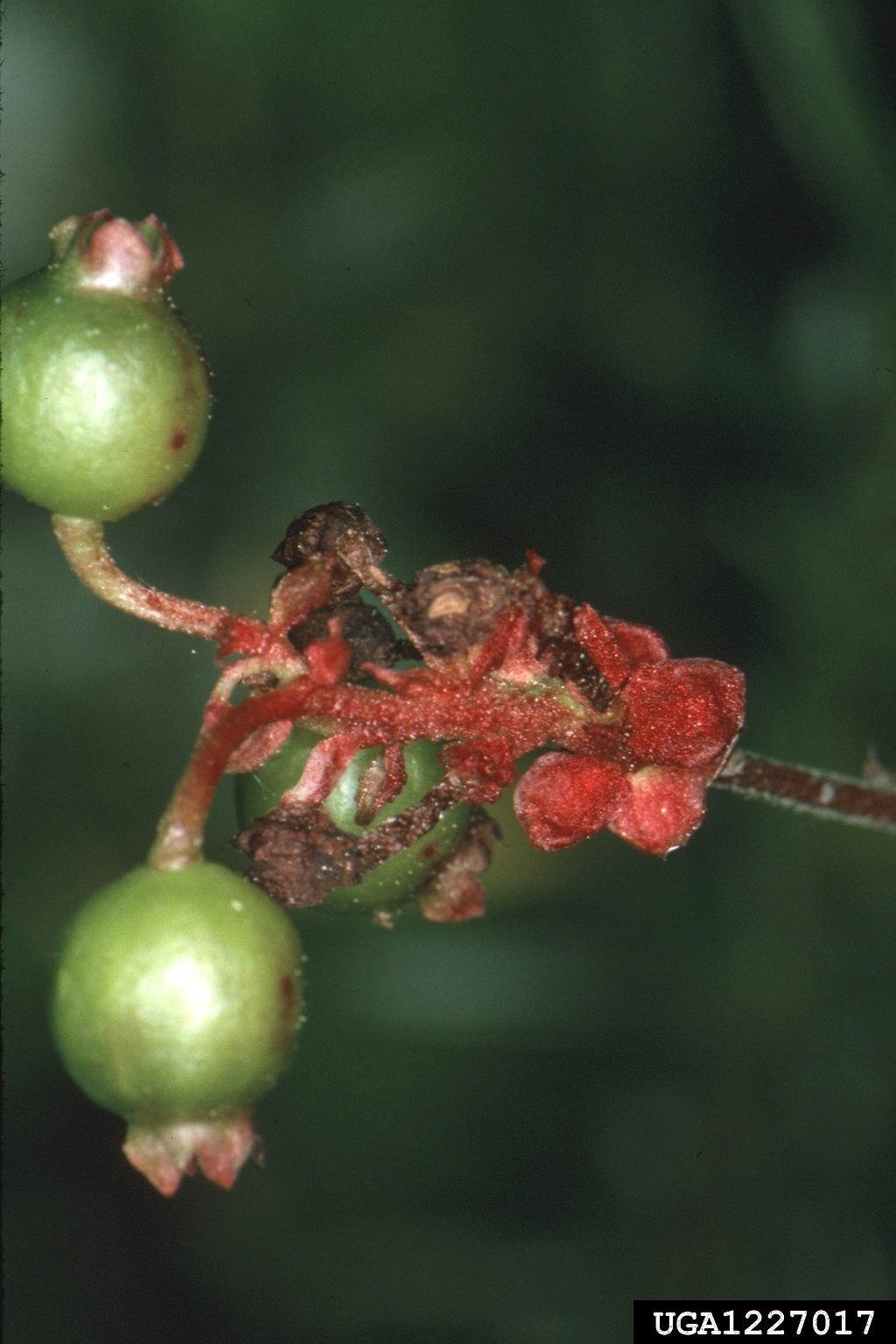 Blueberry Bud Mite