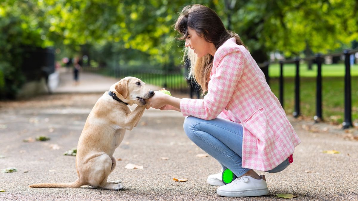 Dog biting woman&#039;s hand playfully in the park