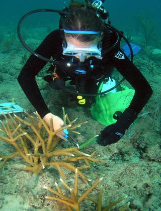 researcher clipping coral fragments