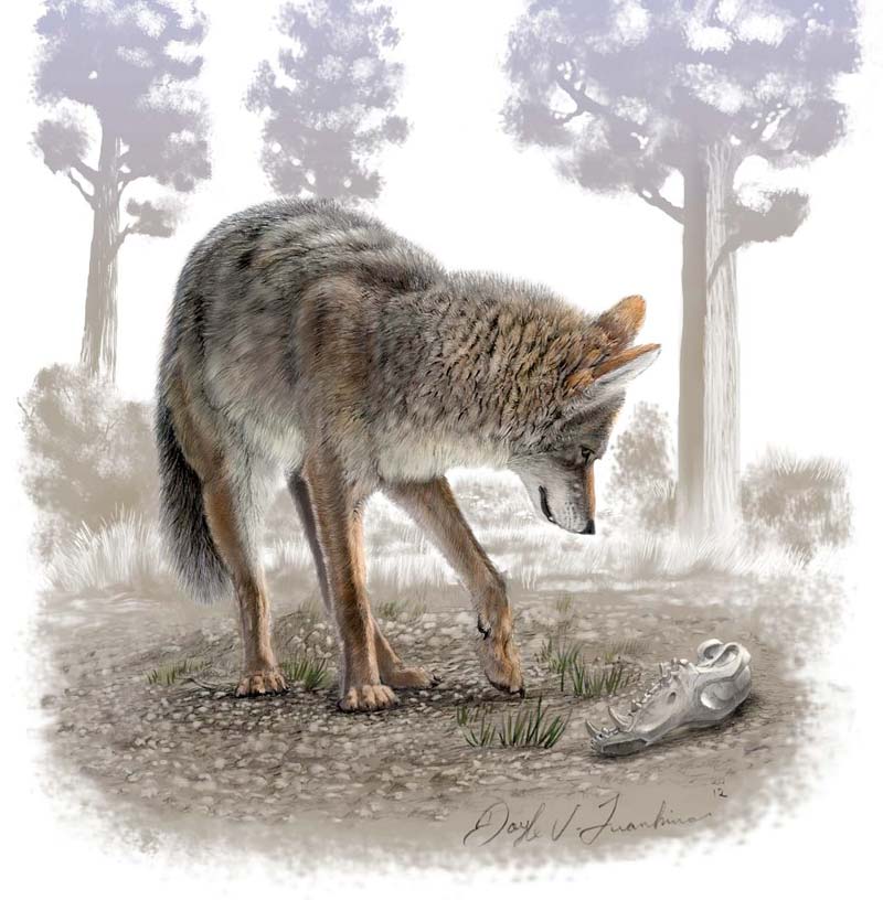 How Coyotes Dwindled to Their Modern Size