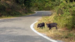 Two wild boar on the side of the road