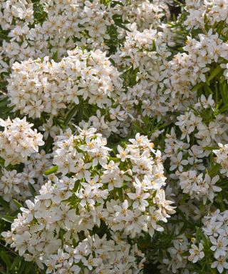white flowers on a mexican orange blossom 'Aztec Pearl'