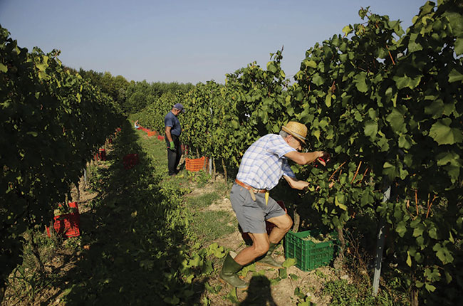 Harvest Ottella vineyards