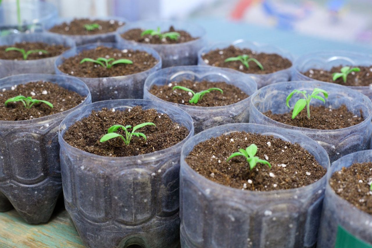 Eggplant Seedlings In Individual Plastic Containers