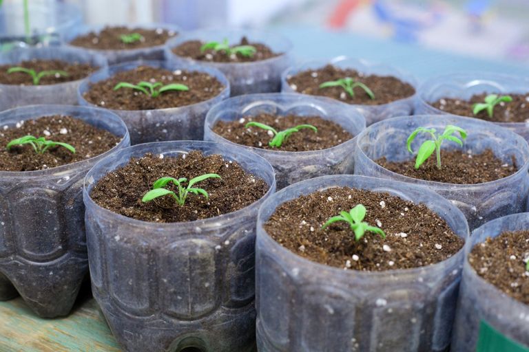 Eggplant Seed Planting - How To Grow Eggplant From Seeds | Gardening ...