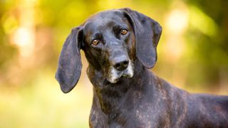 brindle plott hound tilting head