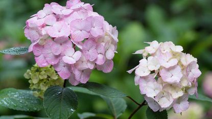 hydrangea flowers