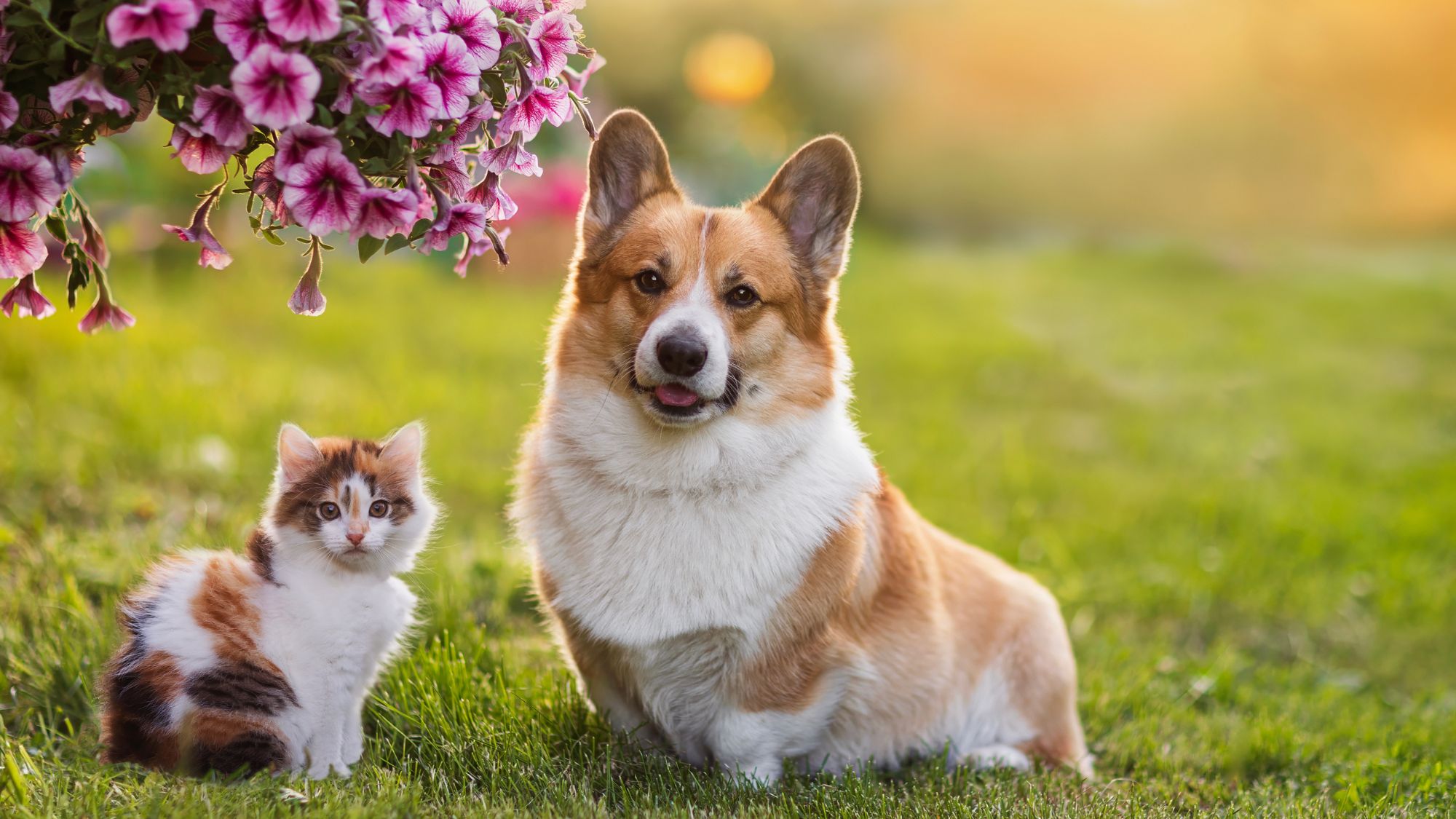 Pets! couple of furry friends kitten and corgi dog sitting in sunny blooming garden in spring