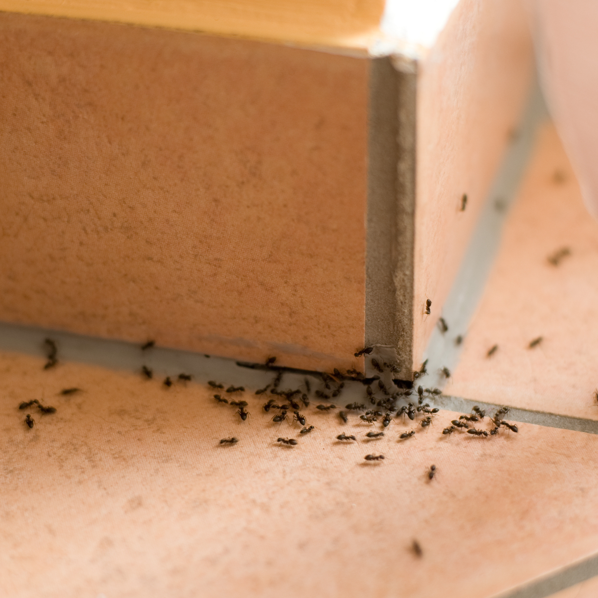 Ants on tiled floor.