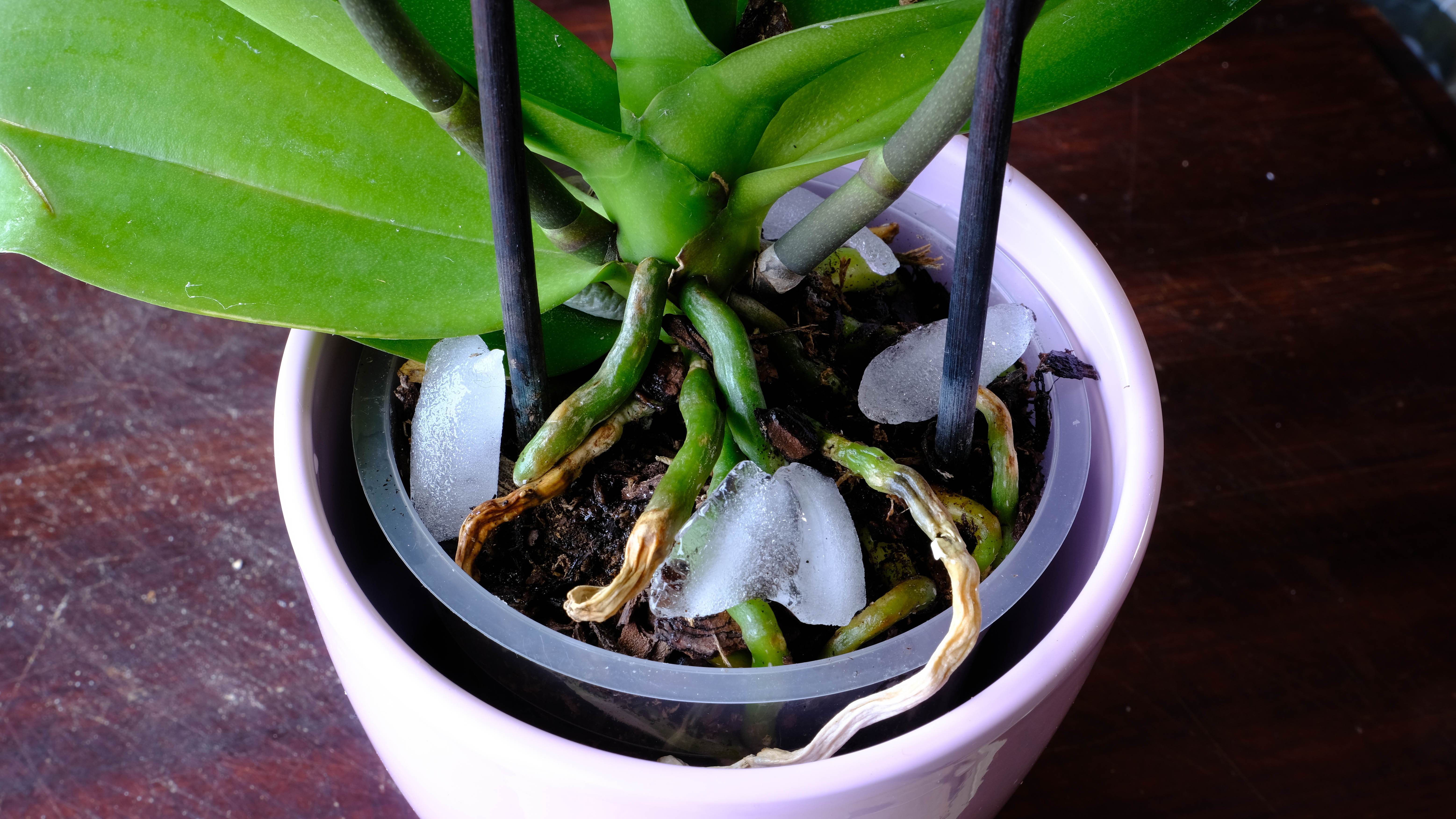 Lizard watered with ice cubes