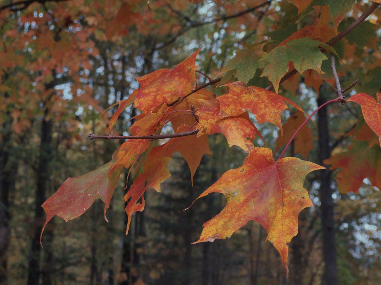 A sample image of fall leaves shot with Koloristika