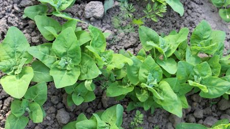 Garden orach growing in the soil