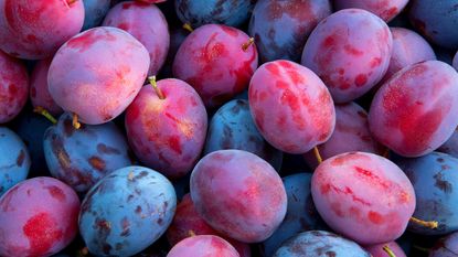 how to grow plums - Victoria and Brooks plums at harvest