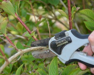 Close up of pruning Weigela with secateurs