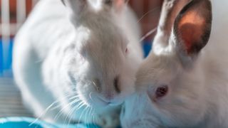 Two white rabbits