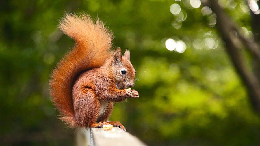 Squirrel on a fence