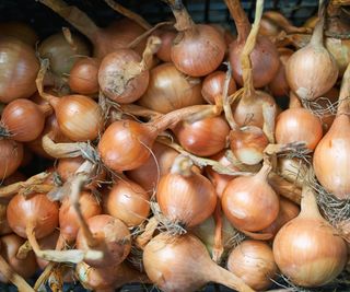 A pile of harvested onions