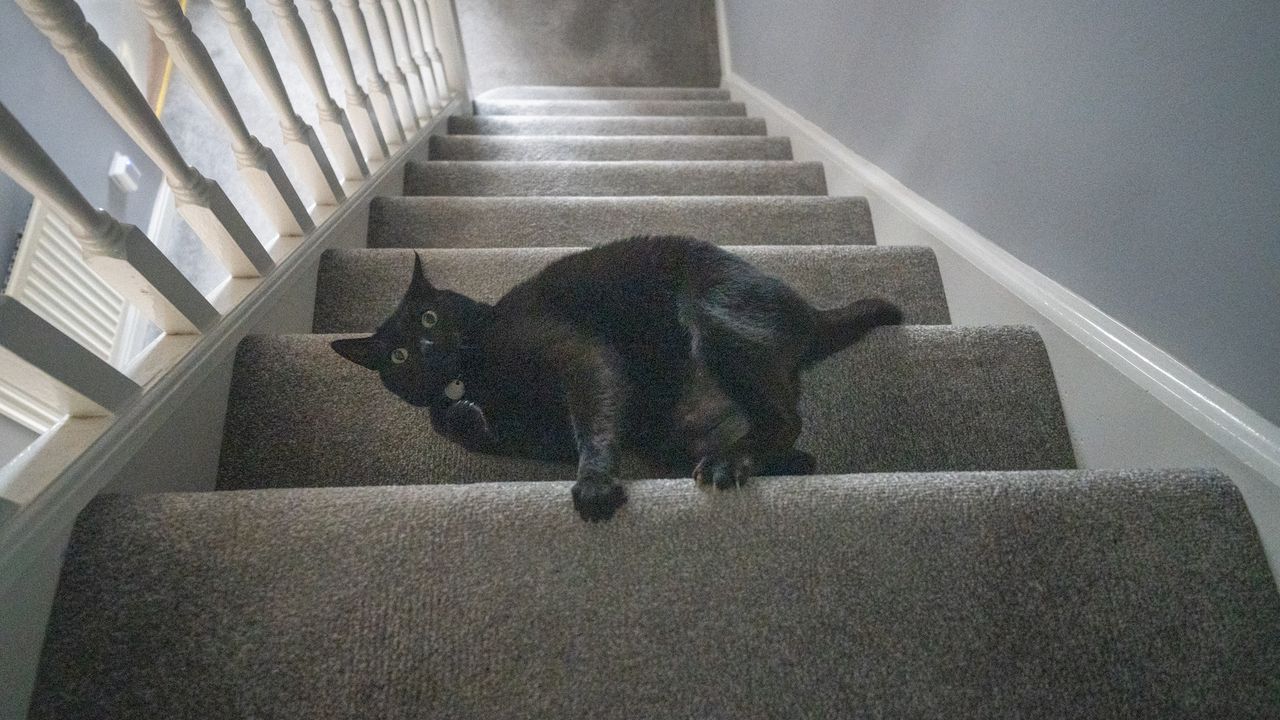 Black cat on stairs
