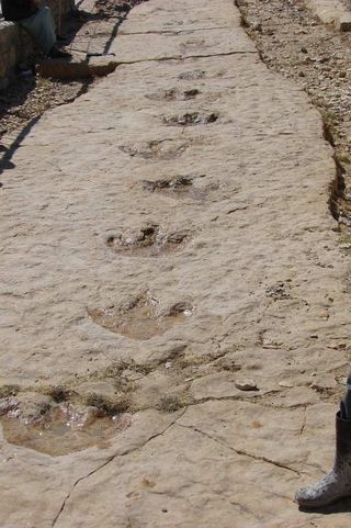 dinosaur footprints