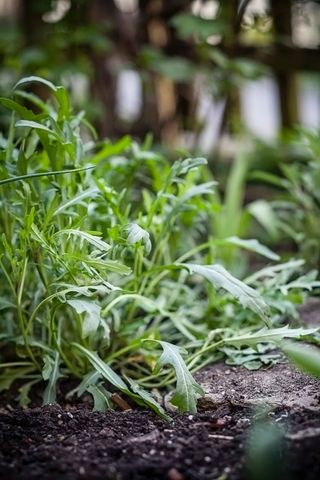 rocket growing in ground