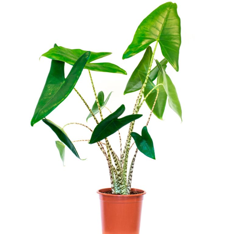 Value Morrisons house plants range you can't afford to miss in stores
