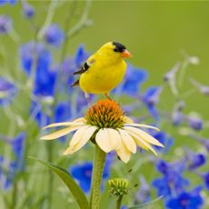 goldfinch sitting on a coneflower 