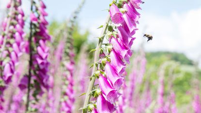 foxgloves with bee flying towards it