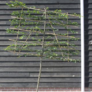 Hornbeam Fresh Pleached Tree 