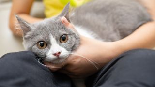 British shorthair cat being stroked