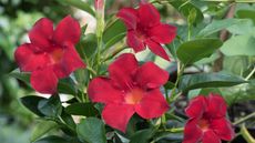 red flowers on mandevilla plant
