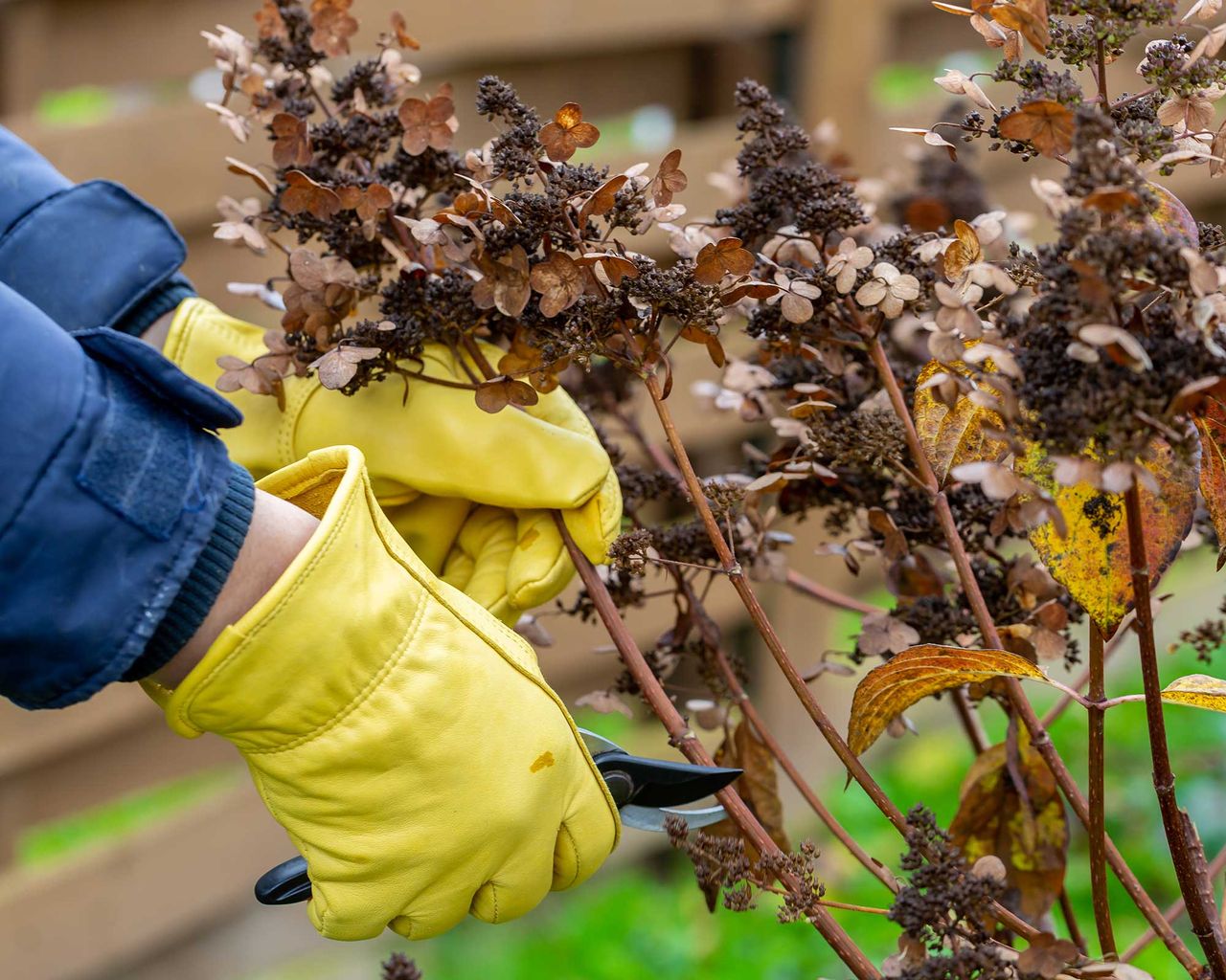 Caring for hydrangeas in pots container growing made easy Gardeningetc