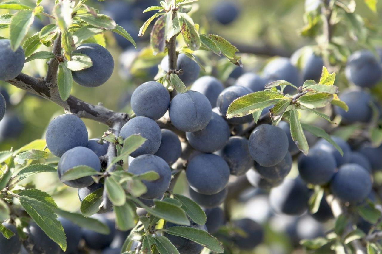 Blackthorn Tree Full Of Berries