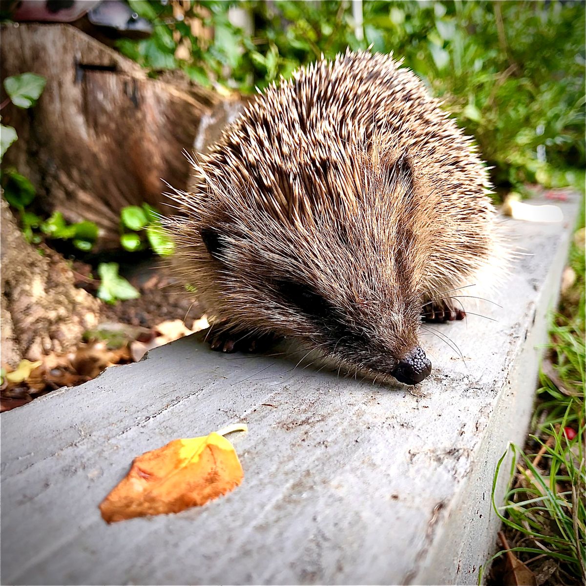Winning or shortlised image for the The Week Junior Science+Nature Scavenger Hunt contest
