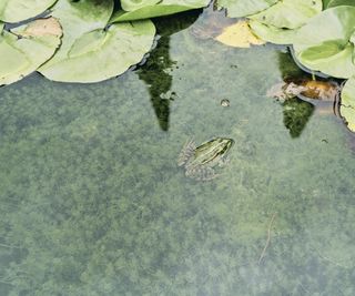 Green frog in a garden pond