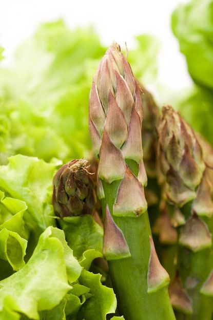 Close Up of Asparagus Plant