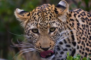 GuruShots - Animal Kingdom