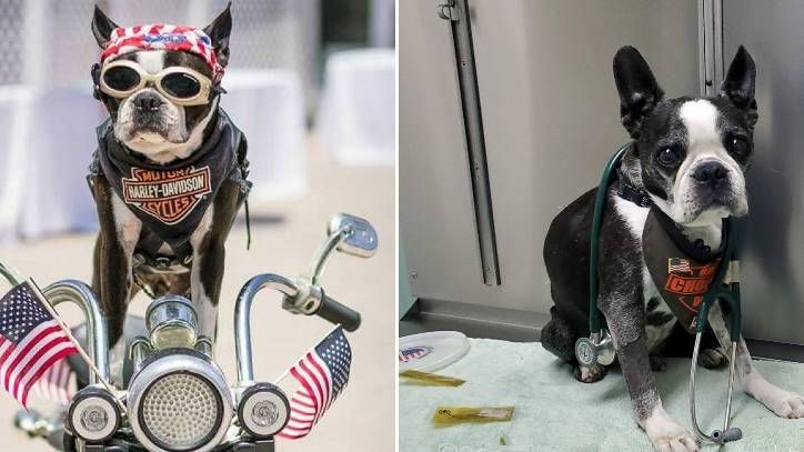 Chopper the Biker Dog 