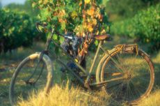 Bicycle in Provence estate vineyard at sunset