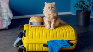 Cat sitting on suitcase