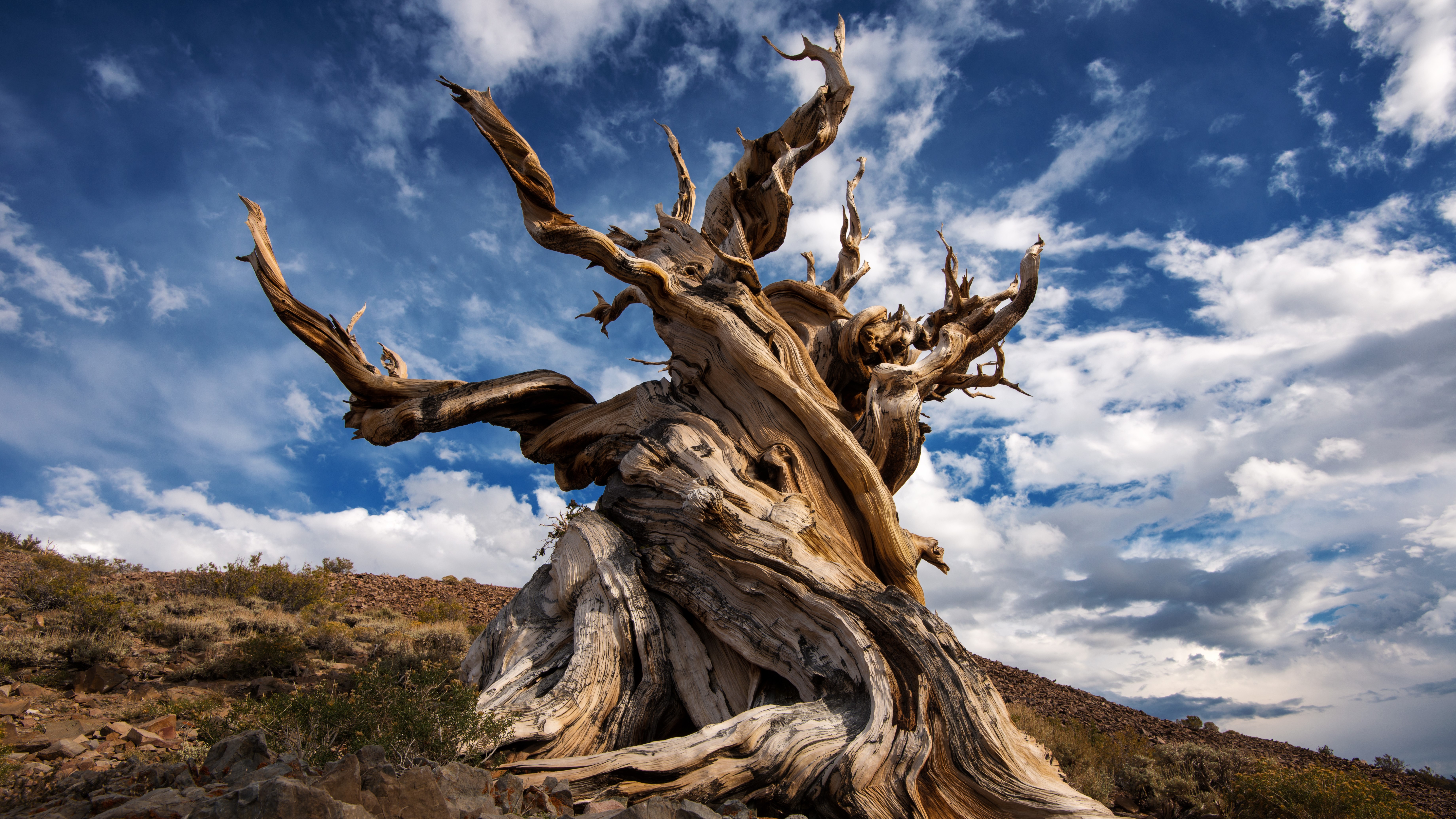 A twisted bristlecone pine on a barren hill with clouds in the background