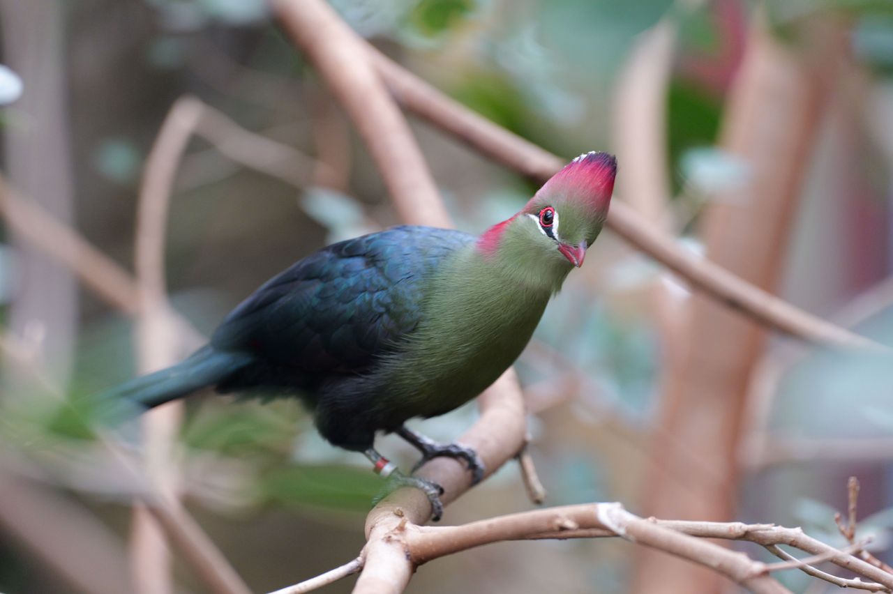 Bird perched on a branch
