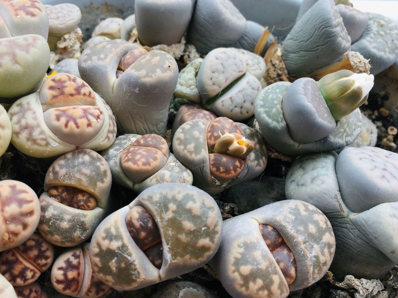 Several Lithops Succulent