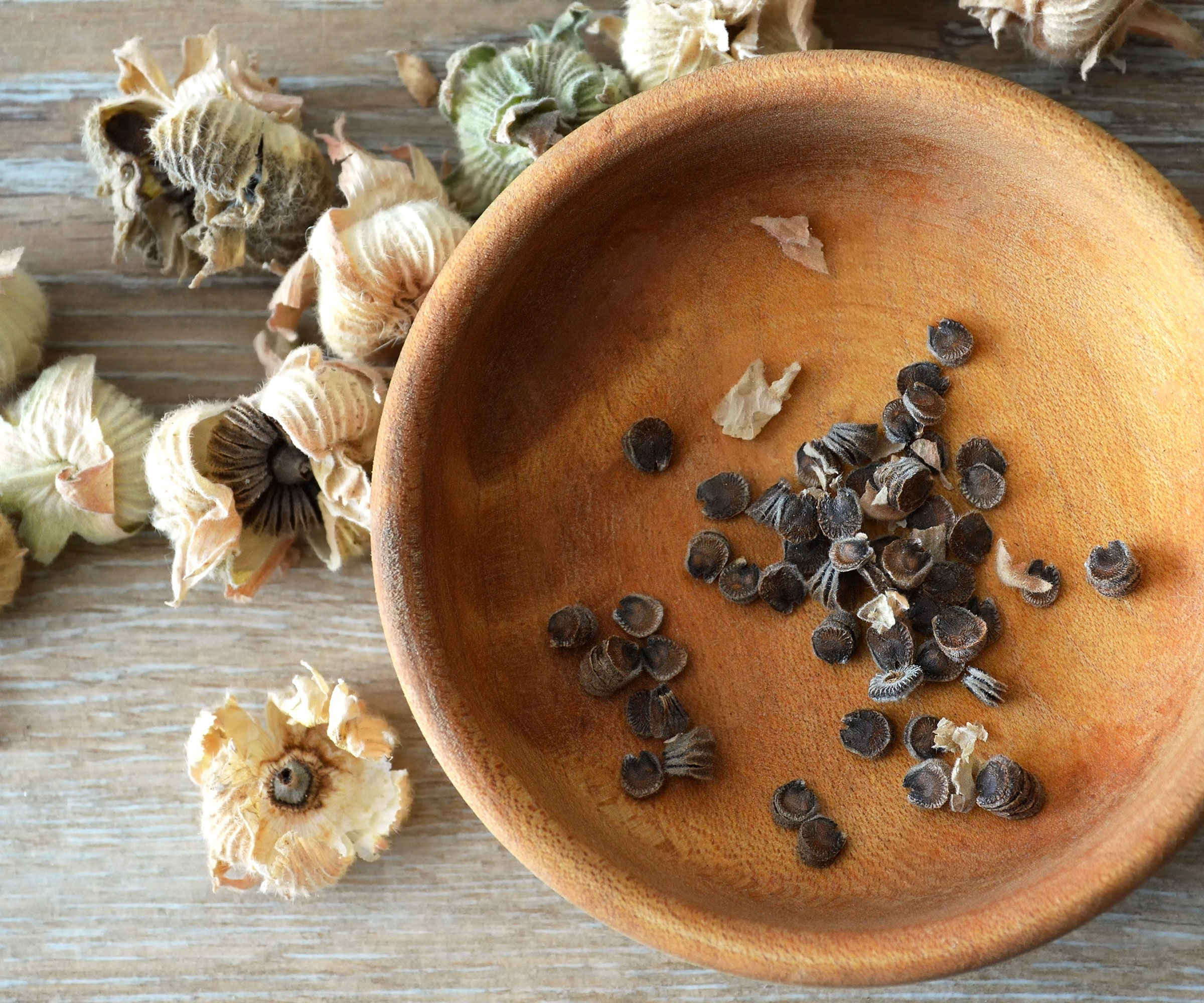 hollyhock seed harvested in wooden bowl