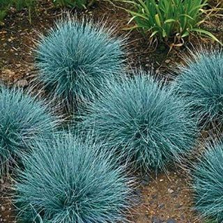 100 Blue Fescue Plant Seeds, Beautiful Blue-Green Perennial