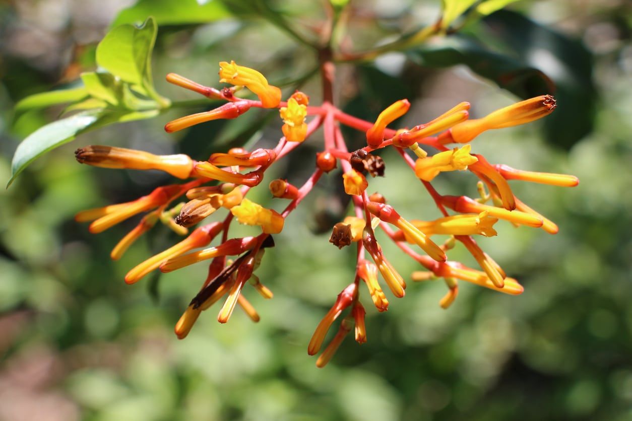 Different Firebush Cultivars: Choosing Firebush Plant Varieties For The ...