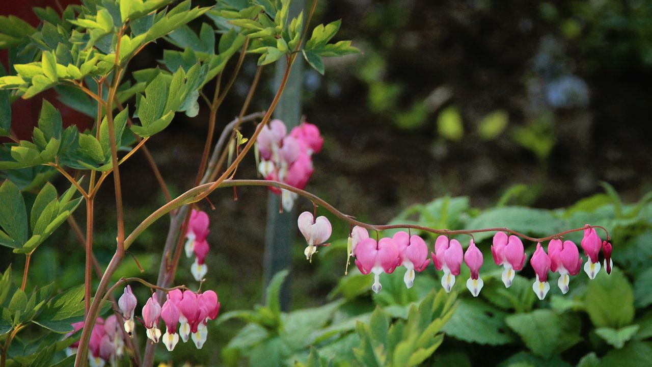 Bleeding heart with pink blooms